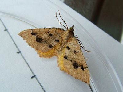 Yellow Shell